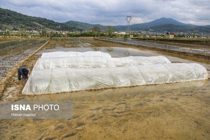 آماده‌سازی "خزانه برنج" به روش سنتی - سوادکوه