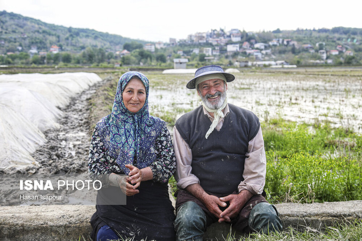 آماده‌سازی "خزانه برنج" به روش سنتی - سوادکوه