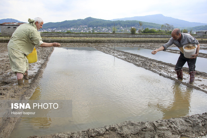آماده‌سازی "خزانه برنج" به روش سنتی - سوادکوه