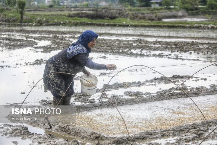 آماده‌سازی "خزانه برنج" به روش سنتی - سوادکوه