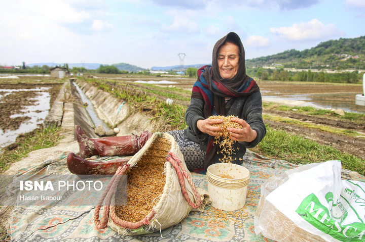 آماده‌سازی "خزانه برنج" به روش سنتی - سوادکوه