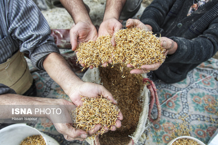 آماده‌سازی "خزانه برنج" به روش سنتی - سوادکوه