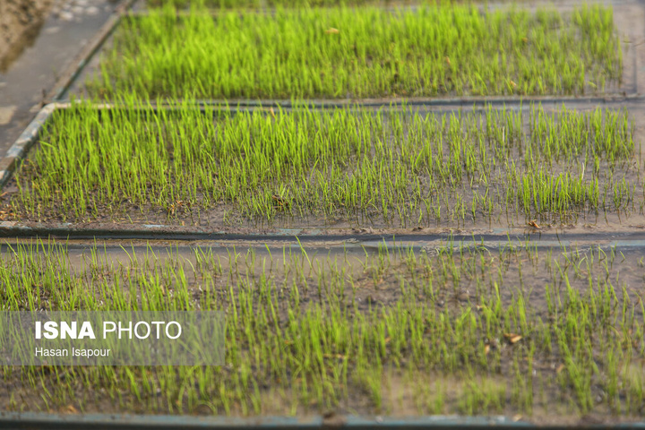 آماده‌سازی "خزانه برنج" به روش سنتی - سوادکوه