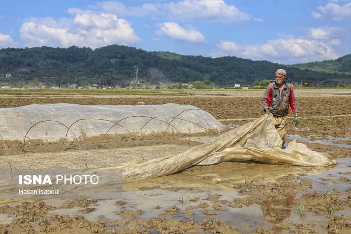 آماده‌سازی "خزانه برنج" به روش سنتی - سوادکوه
