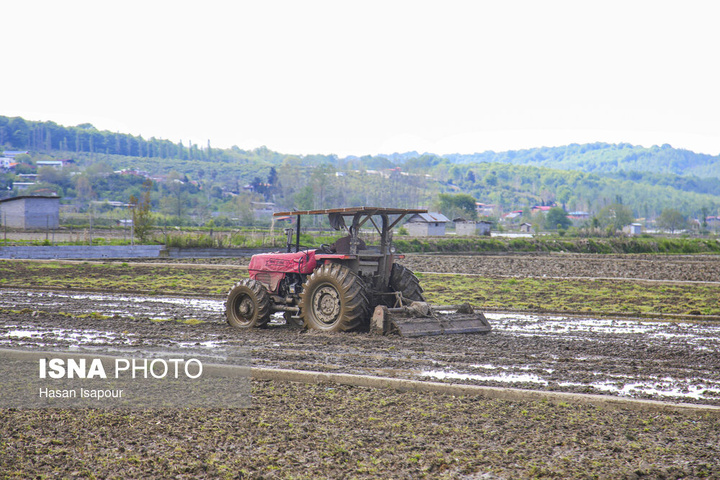 آماده‌سازی "خزانه برنج" به روش سنتی - سوادکوه