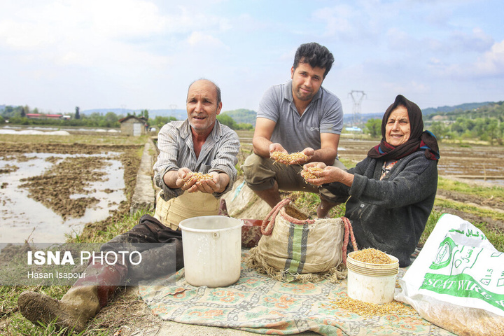 آماده‌سازی "خزانه برنج" به روش سنتی - سوادکوه