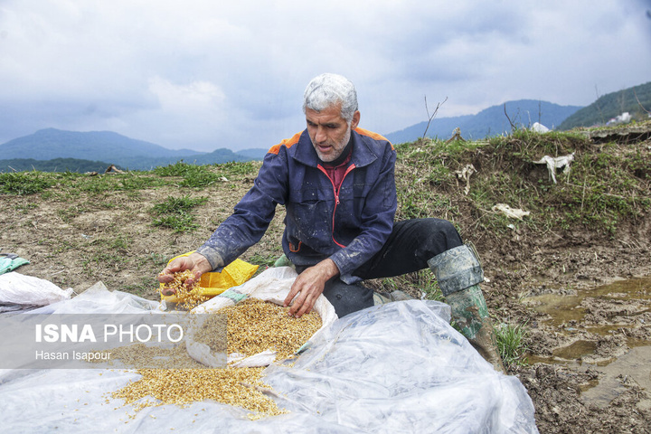 آماده‌سازی "خزانه برنج" به روش سنتی - سوادکوه