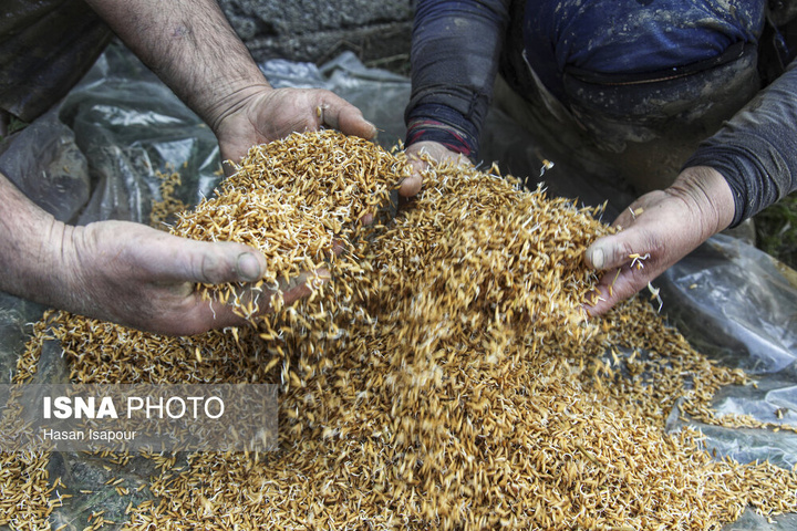 آماده‌سازی "خزانه برنج" به روش سنتی - سوادکوه