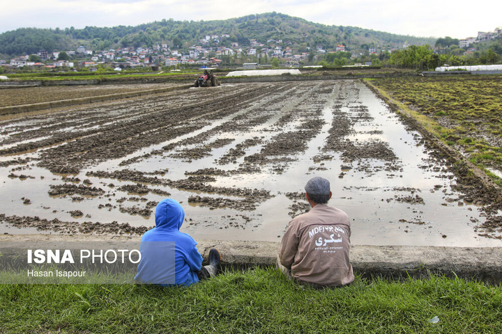 آماده‌سازی "خزانه برنج" به روش سنتی - سوادکوه