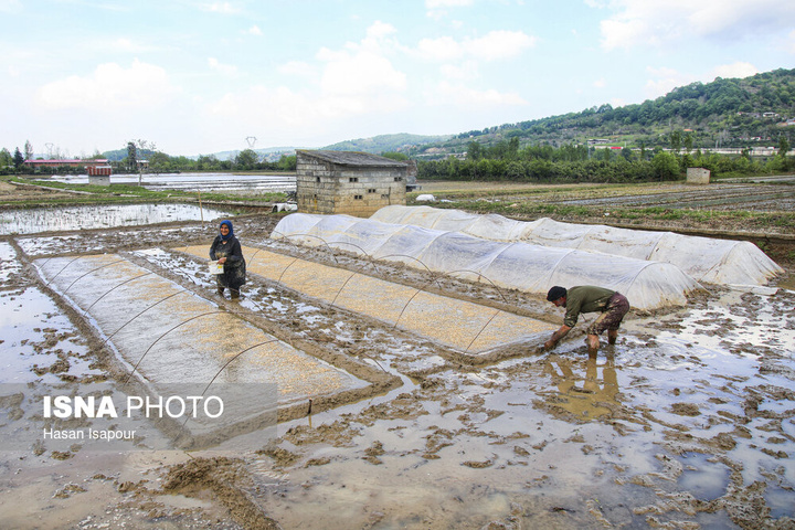 آماده‌سازی "خزانه برنج" به روش سنتی - سوادکوه