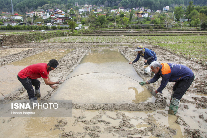 آماده‌سازی "خزانه برنج" به روش سنتی - سوادکوه
