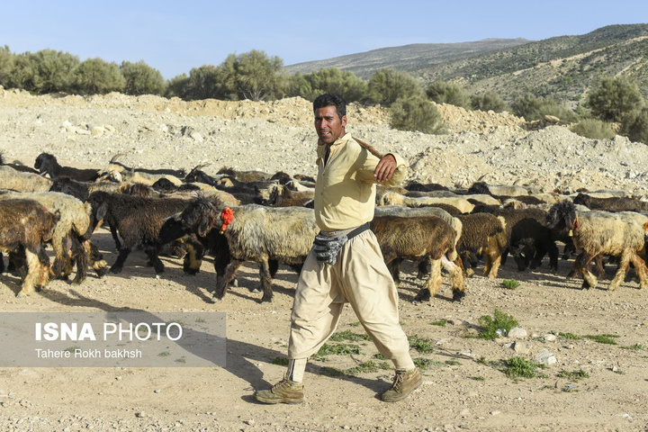 کوچ بهاری عشایر استان فارس