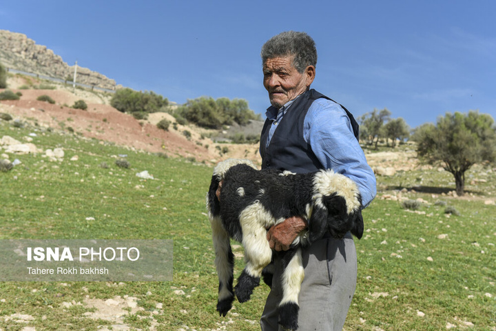 کوچ بهاری عشایر استان فارس