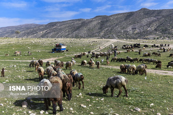 کوچ بهاری عشایر استان فارس