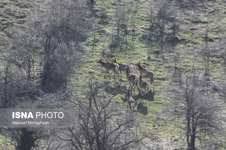 سرشماری حیات وحش جنگل‌های هیرکانی رودبارک - سمنان