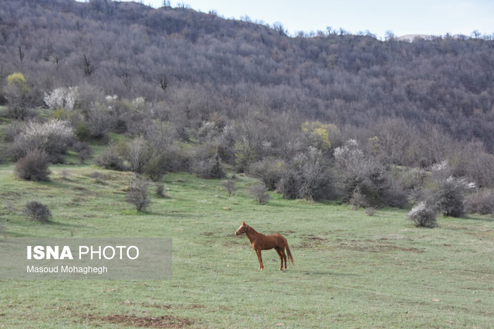سرشماری حیات وحش جنگل‌های هیرکانی رودبارک - سمنان