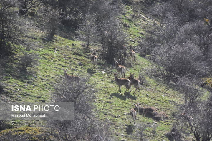 سرشماری حیات وحش جنگل‌های هیرکانی رودبارک - سمنان