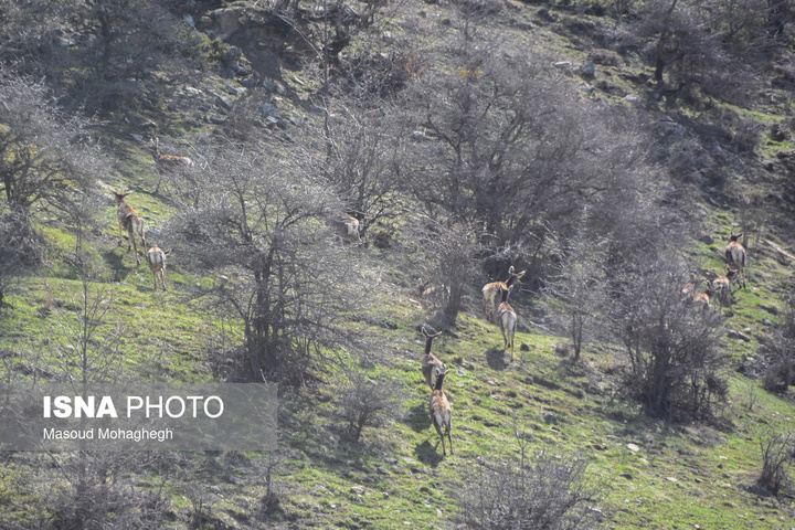 سرشماری حیات وحش جنگل‌های هیرکانی رودبارک - سمنان