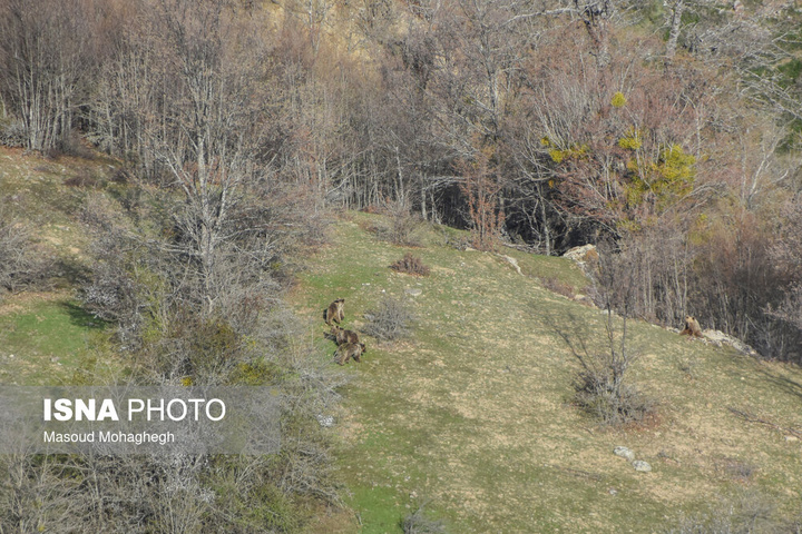سرشماری حیات وحش جنگل‌های هیرکانی رودبارک - سمنان