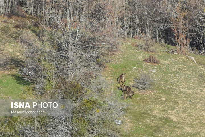 سرشماری حیات وحش جنگل‌های هیرکانی رودبارک - سمنان