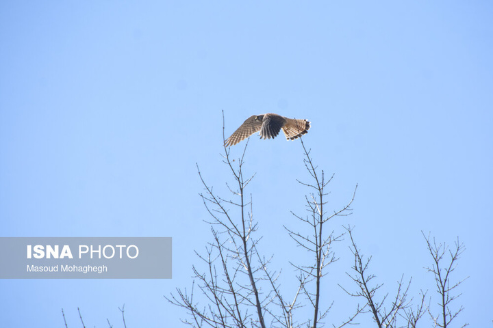 سرشماری حیات وحش جنگل‌های هیرکانی رودبارک - سمنان