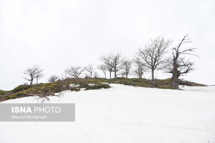 سرشماری حیات وحش جنگل‌های هیرکانی رودبارک - سمنان