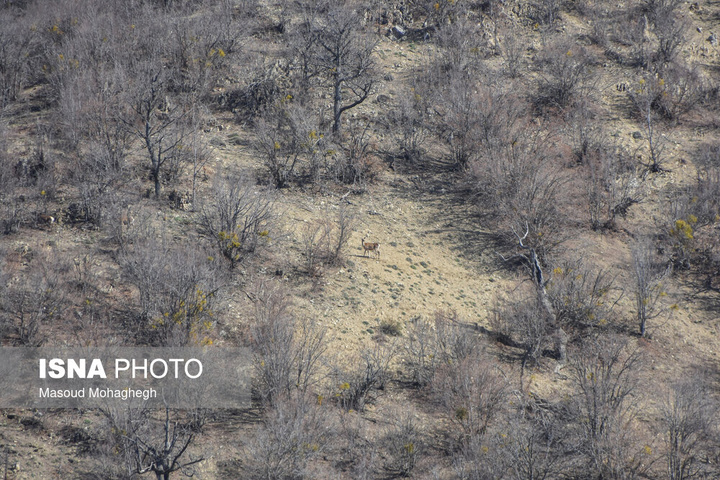 سرشماری حیات وحش جنگل‌های هیرکانی رودبارک - سمنان