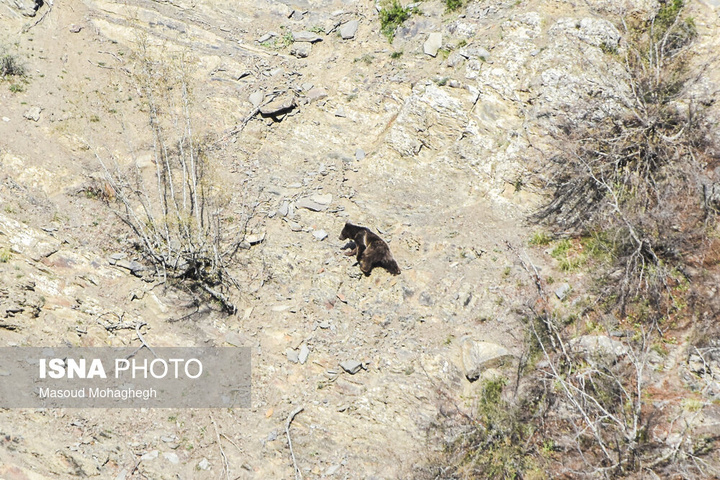 سرشماری حیات وحش جنگل‌های هیرکانی رودبارک - سمنان