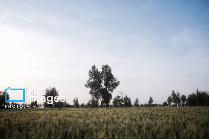 ورود آب به سیستان پس از سال‌ها خشکسالی