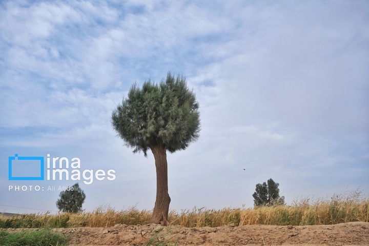 ورود آب به سیستان پس از سال‌ها خشکسالی