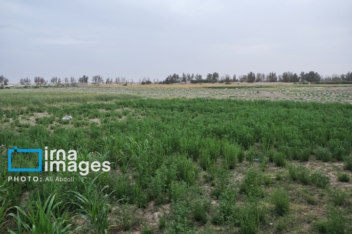 ورود آب به سیستان پس از سال‌ها خشکسالی