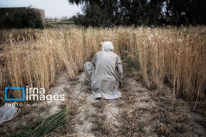 ورود آب به سیستان پس از سال‌ها خشکسالی