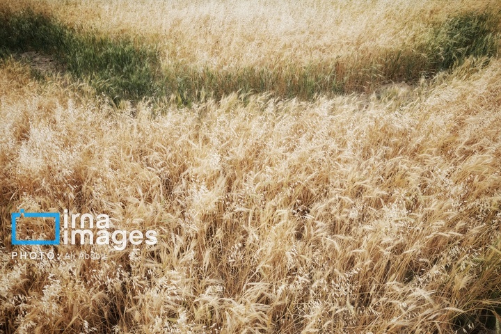 ورود آب به سیستان پس از سال‌ها خشکسالی