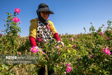آغاز برداشت گل محمدی در کاشان