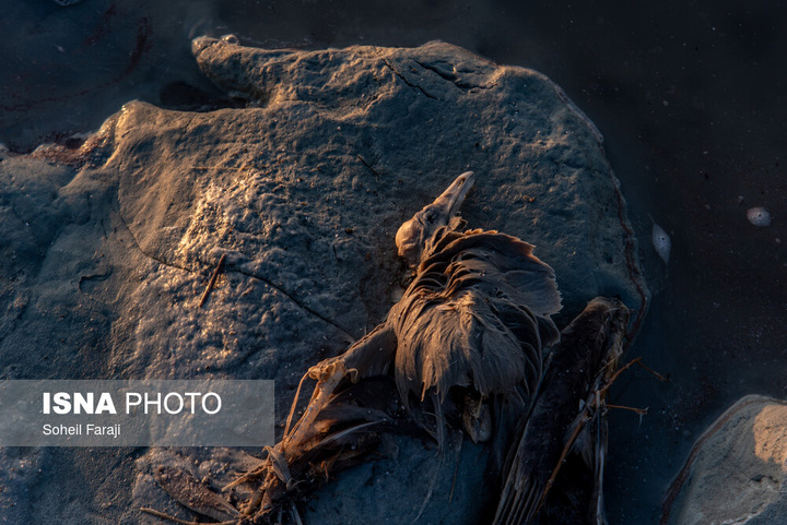 بارندگی، روزنه امید دریاچه ارومیه