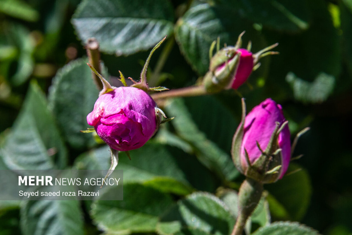آغاز برداشت گل محمدی در کاشان