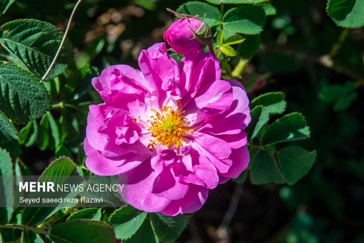 آغاز برداشت گل محمدی در کاشان