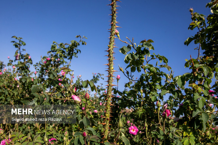 آغاز برداشت گل محمدی در کاشان