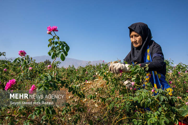آغاز برداشت گل محمدی در کاشان