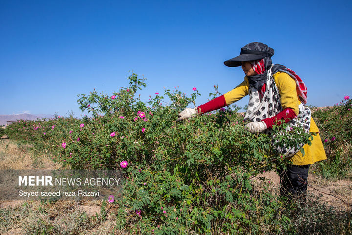 آغاز برداشت گل محمدی در کاشان