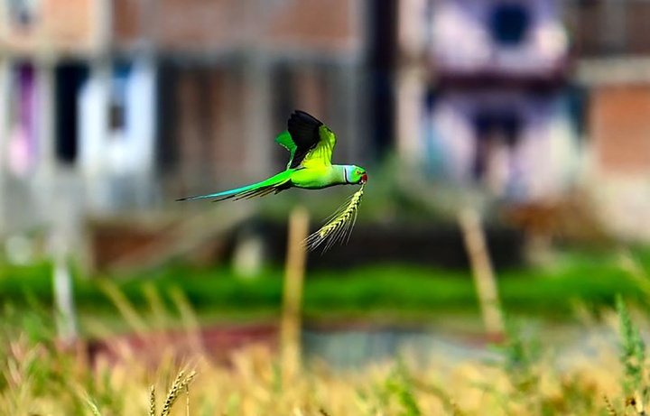 منتخب لحظه‌های حیات‌وحش