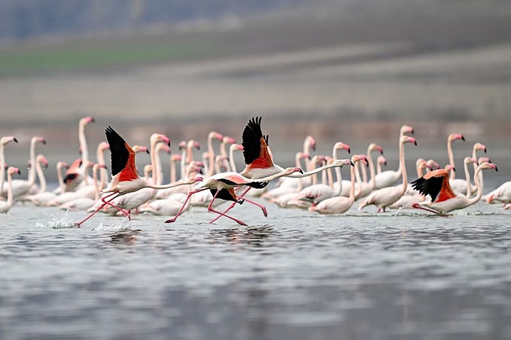 منتخب لحظه‌های حیات‌وحش