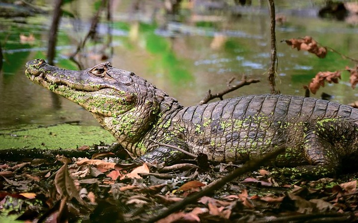 منتخب لحظه‌های حیات‌وحش