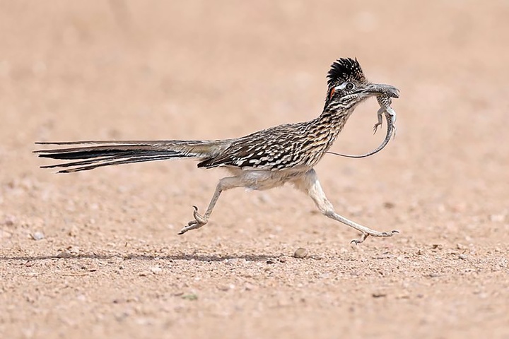 منتخب لحظه‌های حیات‌وحش