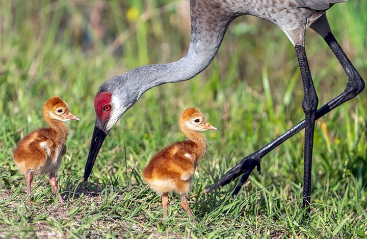 منتخب لحظه‌های حیات‌وحش