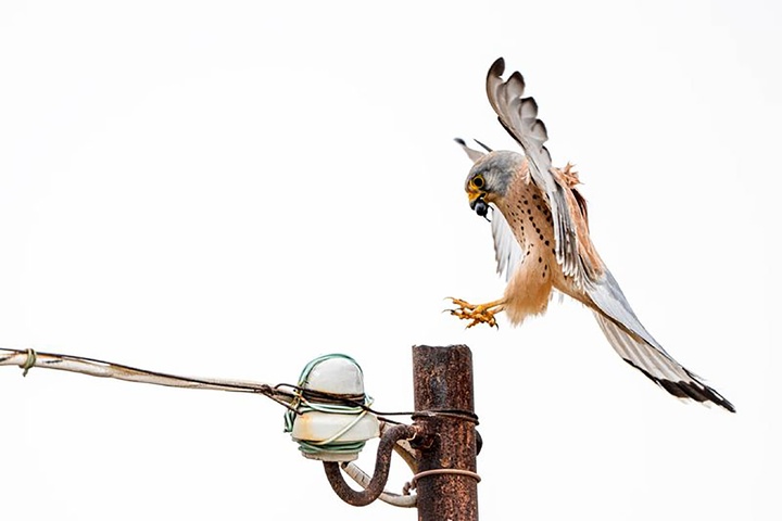 منتخب لحظه‌های حیات‌وحش