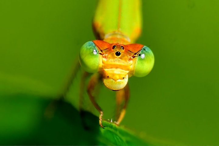 منتخب لحظه‌های حیات‌وحش