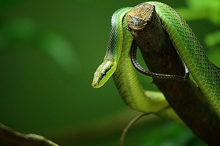 منتخب لحظه‌های حیات‌وحش