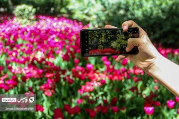 باغ ایرانی میزبان لاله‌های بهاری