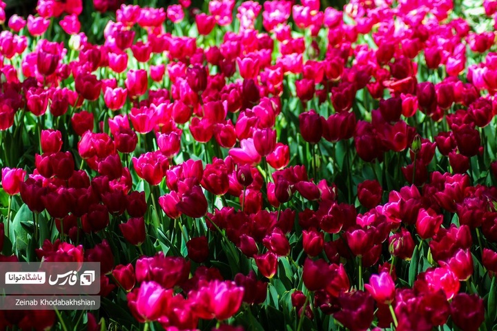 باغ ایرانی میزبان لاله‌های بهاری